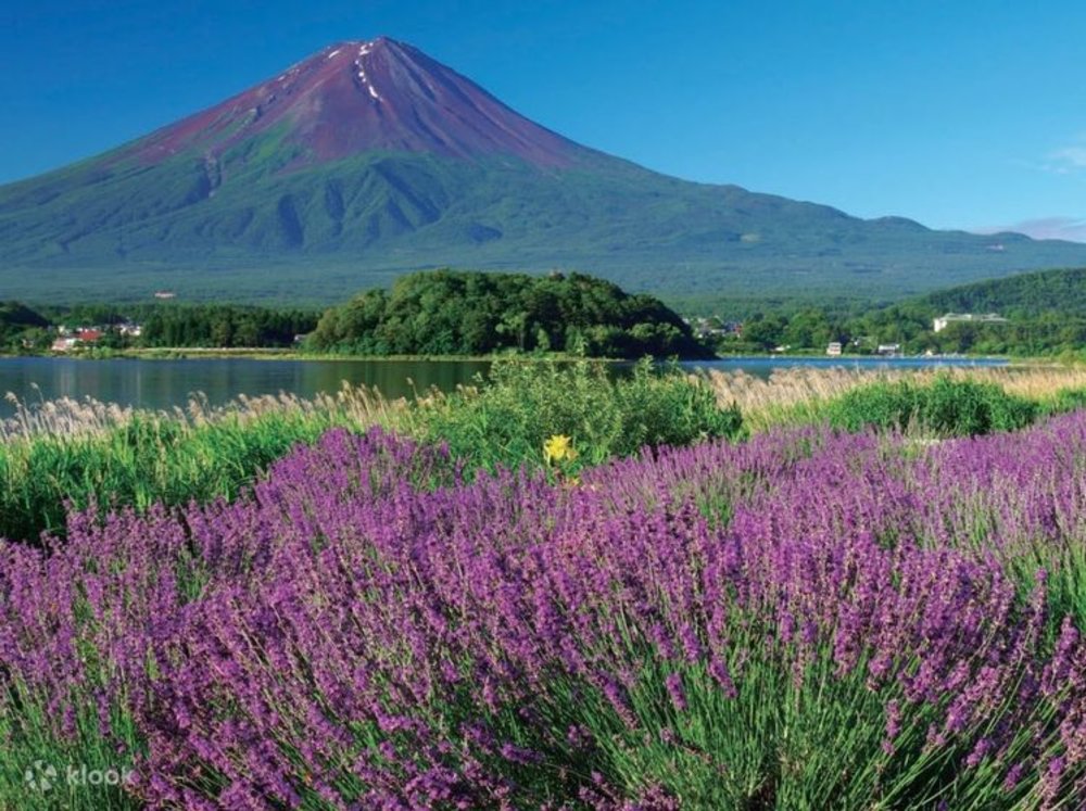 Những Điều Cần Lưu Ý Khi Tham Quan Hồ Kawaguchi Nhật Bản