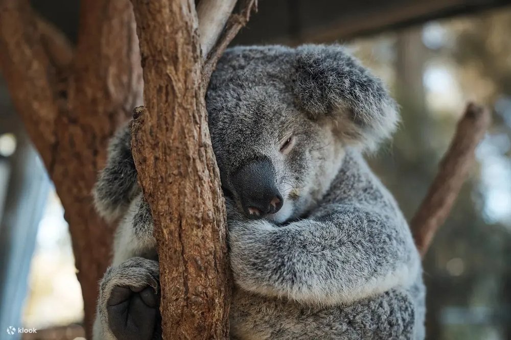 Sleeping baby Koala