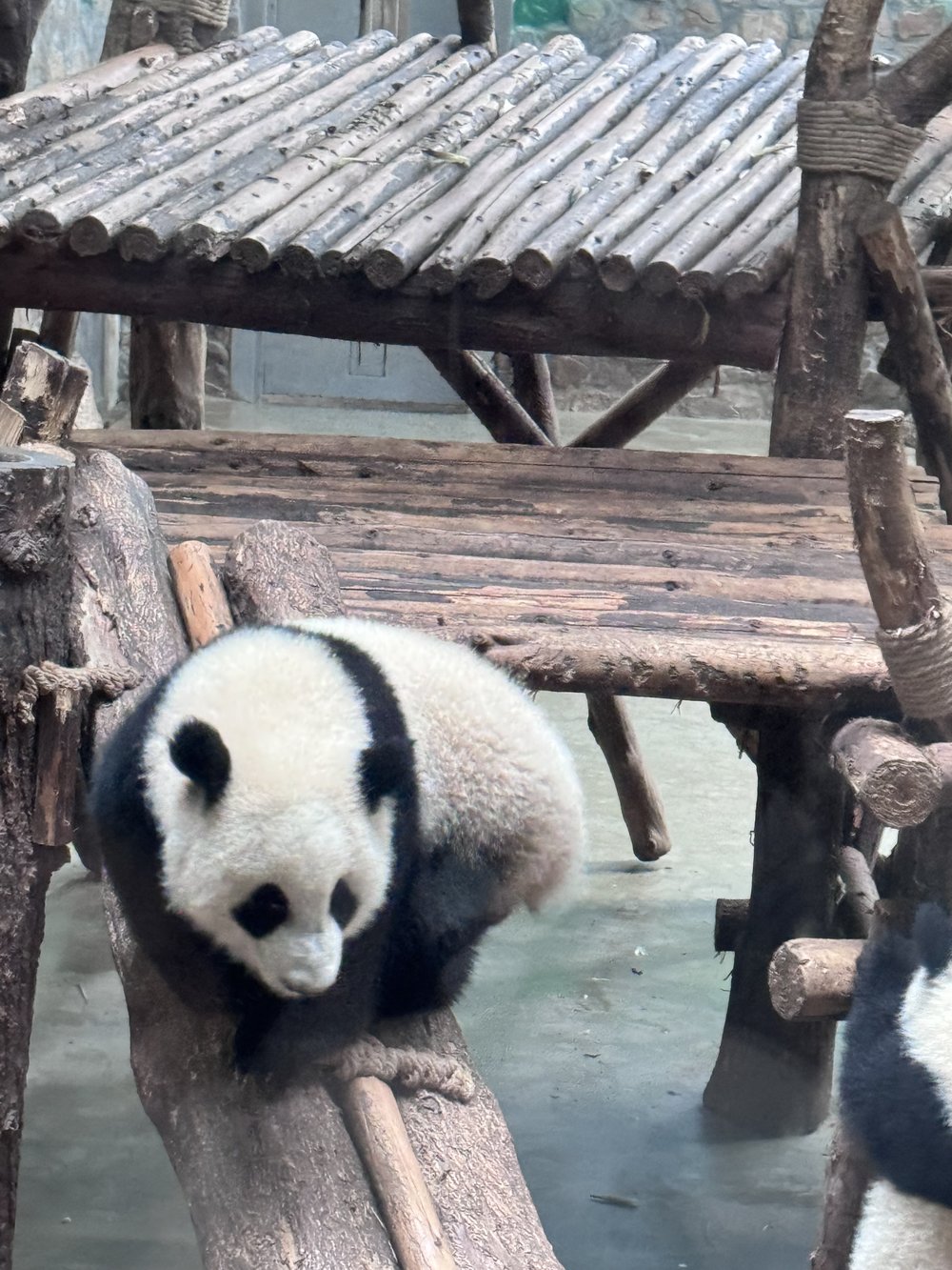 成都大熊貓繁育研究基地