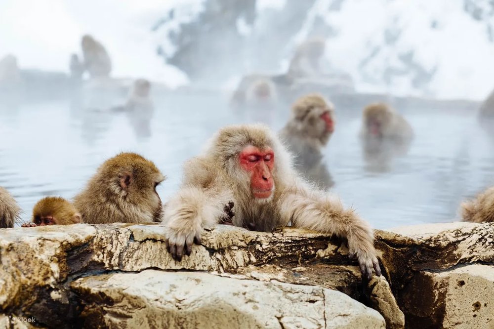 Jigokudani Snow Monkey Park