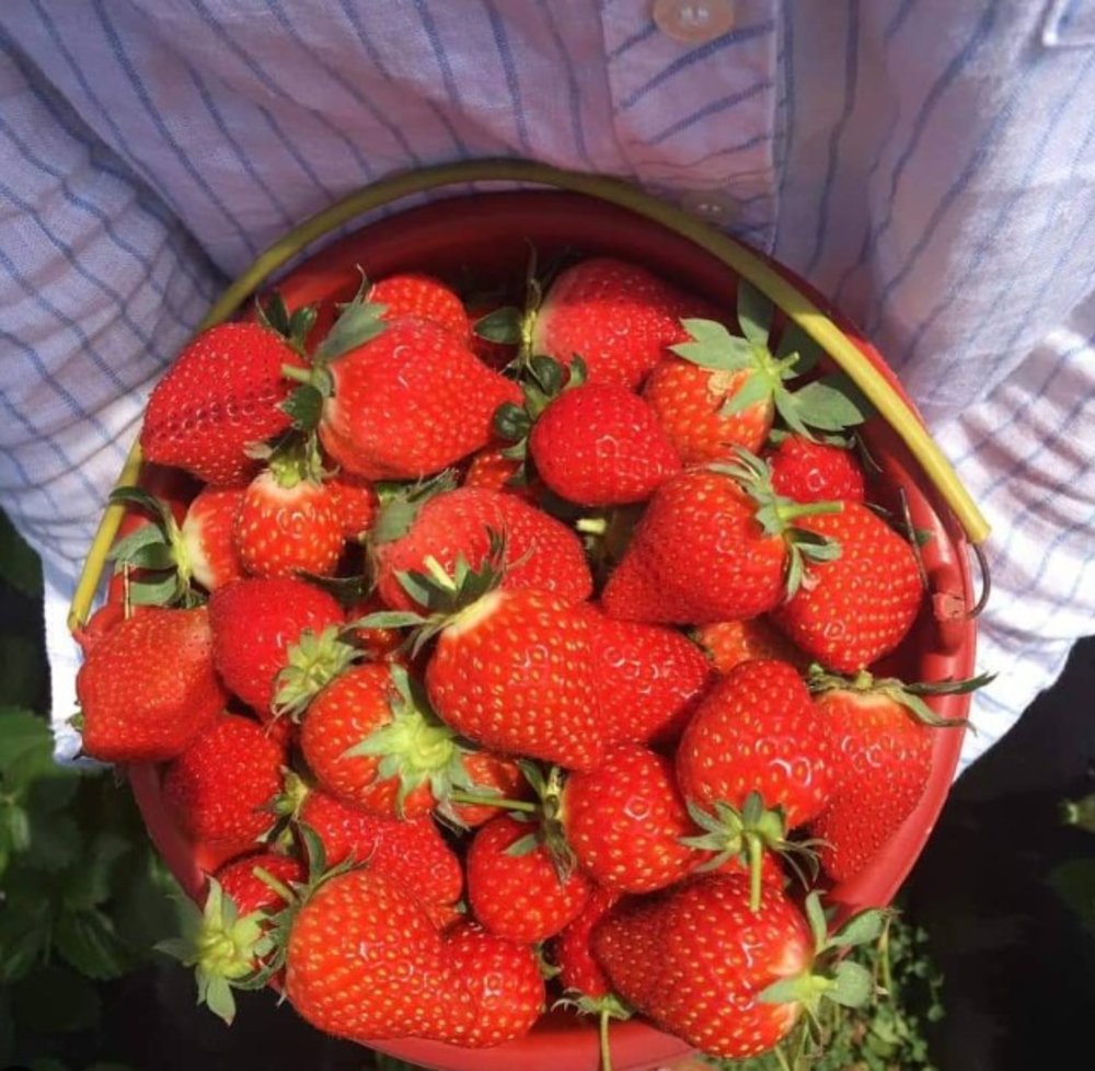 Photo credit: @balistrawberrybedugul on Instagram