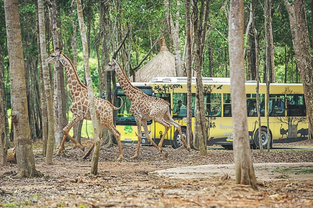 富國島野生動物園官網