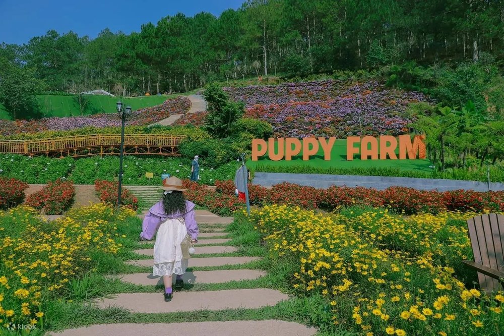 Nông trại cún Puppy Farm