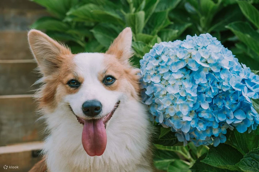 Hướng Dẫn Đi Nông Trại Cún Puppy Farm Đà Lạt