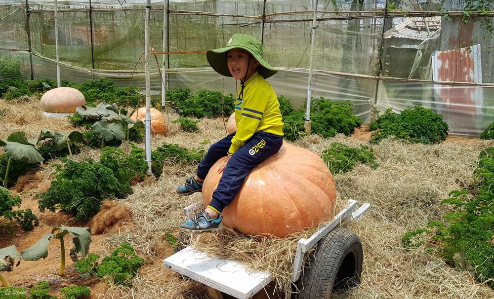 Các Hoạt Động Ngoài Trời Ở Puppy Farm Đà Lạt