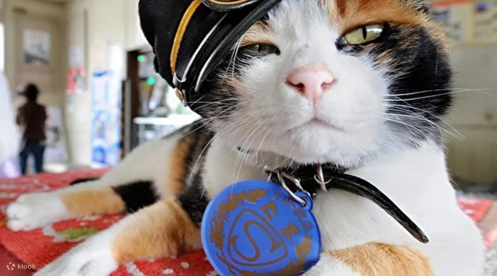 Tama cat station master at kishi station, wakayama