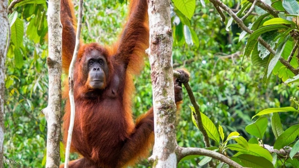 Trung Tâm Động Vật Hoang Dã Semenggoh Wildlife Centre Ở Kuching