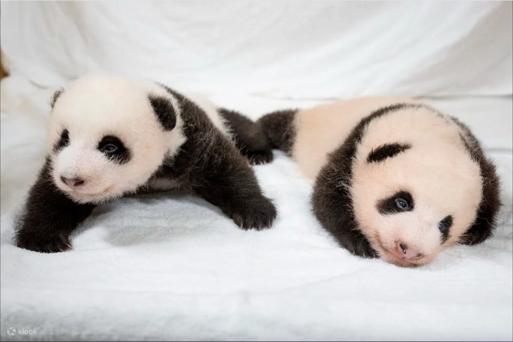 Image Source: Klook Website