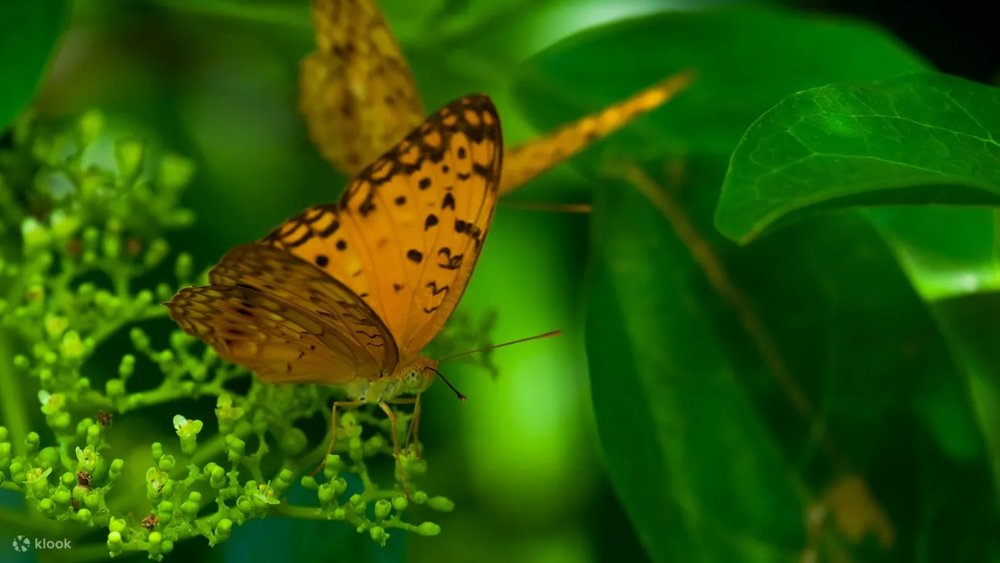 Butterfly Park, Ubud Monkey Forest, and Petulu Village Private Day Tour