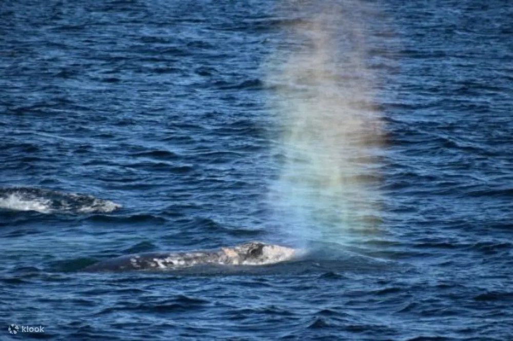 US サンディエゴ ホエール・イルカウォッチング