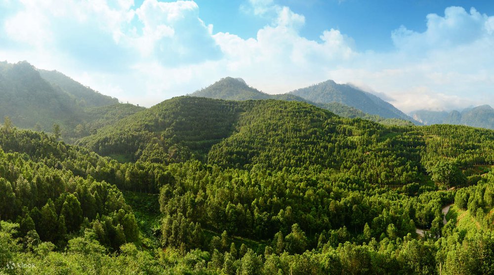 Thung Lũng Trà Gaharu