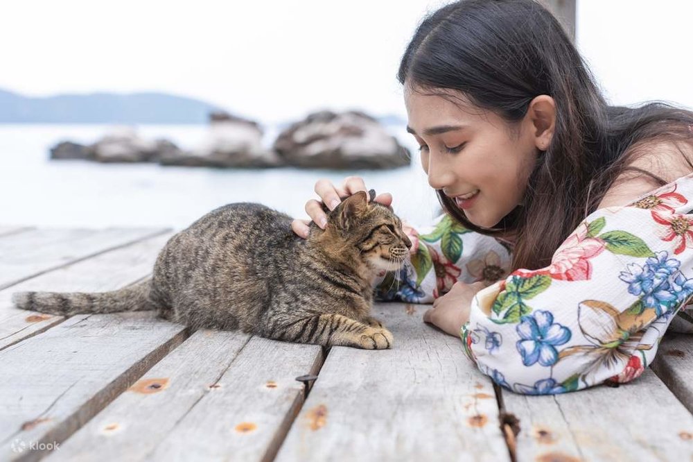 cat and woman in phuket