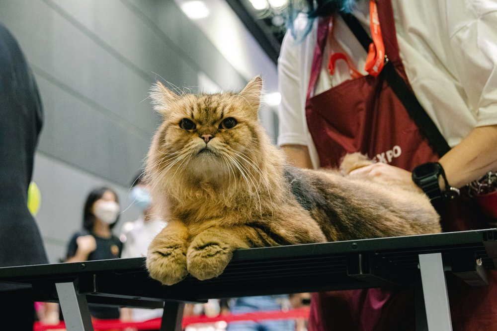 Source: Official Asia Cat Expo Website