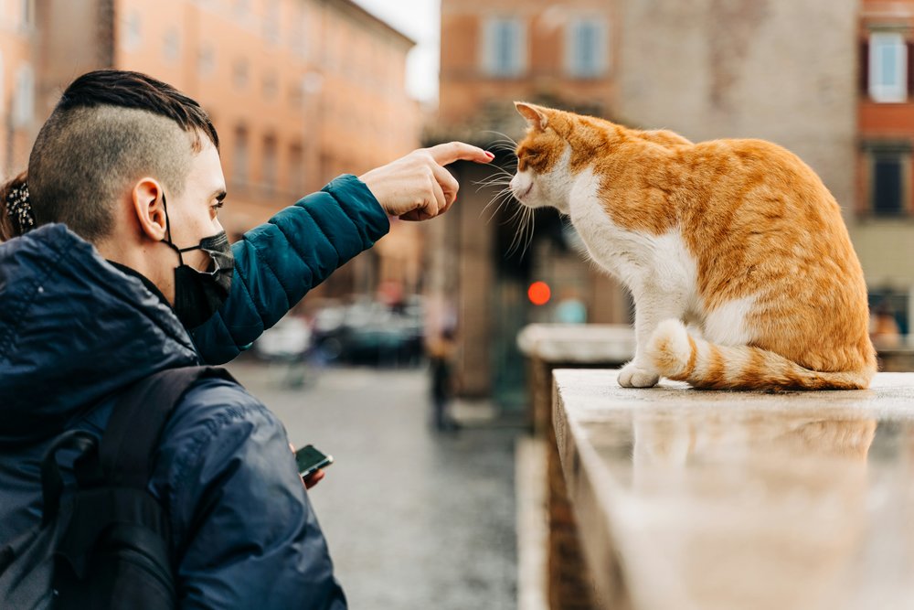 tourist and cat in italy