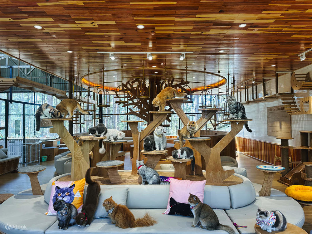 cat tree wit hcats in Dalat
