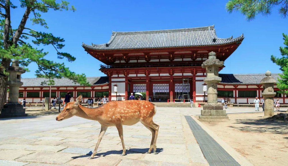 Tham Quan Ngôi Đền Nổi Tiếng Todaiji
