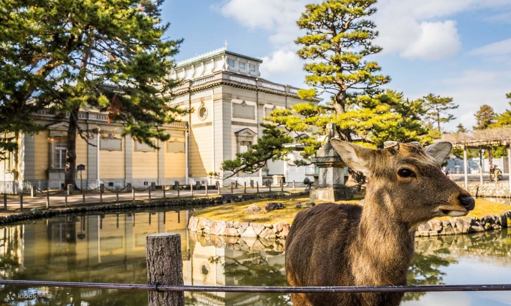 Tìm Hiểu Về Lịch Sử Tại Bảo Tàng Quốc Gia Nara