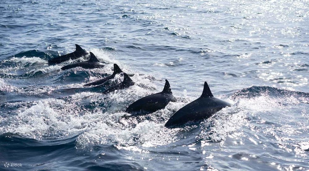 Khám Phá Đảo Panglao Bohol