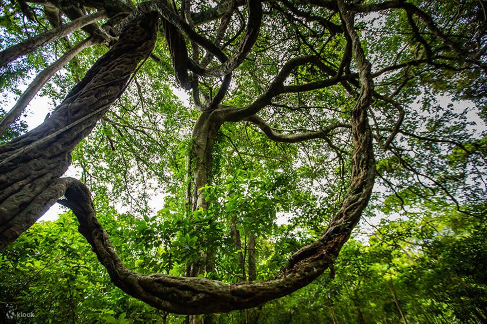 Hang Lợn Núi Dawu Ở Đài Đông