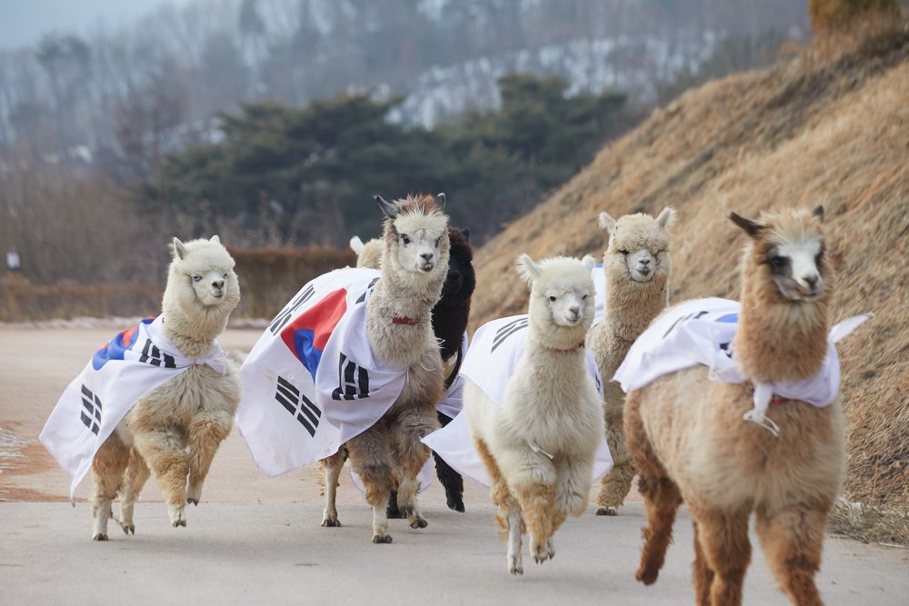 seoul road trips alpaca world