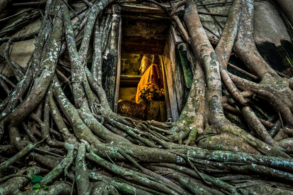 Bang Kung Temple Tree