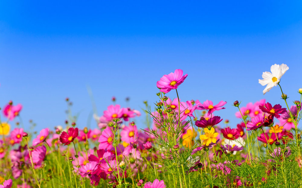 Lễ Hội Hoa Cosmos