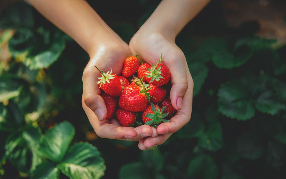  Trải Nghiệm Hái Dâu Mùa Đông Ở Đảo Nami