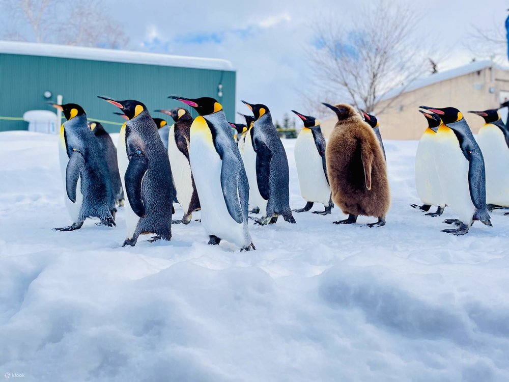 Sở Thú Asahikawa Ở Hokkaido