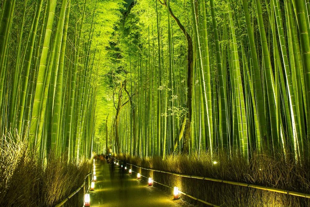  Arashiyama Hanatouro - Kyoto