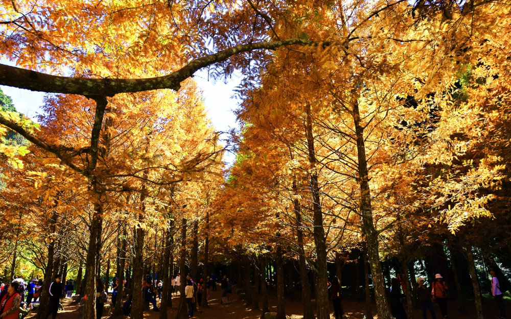  Rừng Quốc Gia Trúc Sơn - Đài Loan