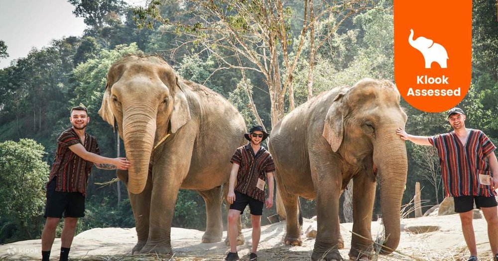  Khu Bảo Tồn Voi Rừng Chiang Mai