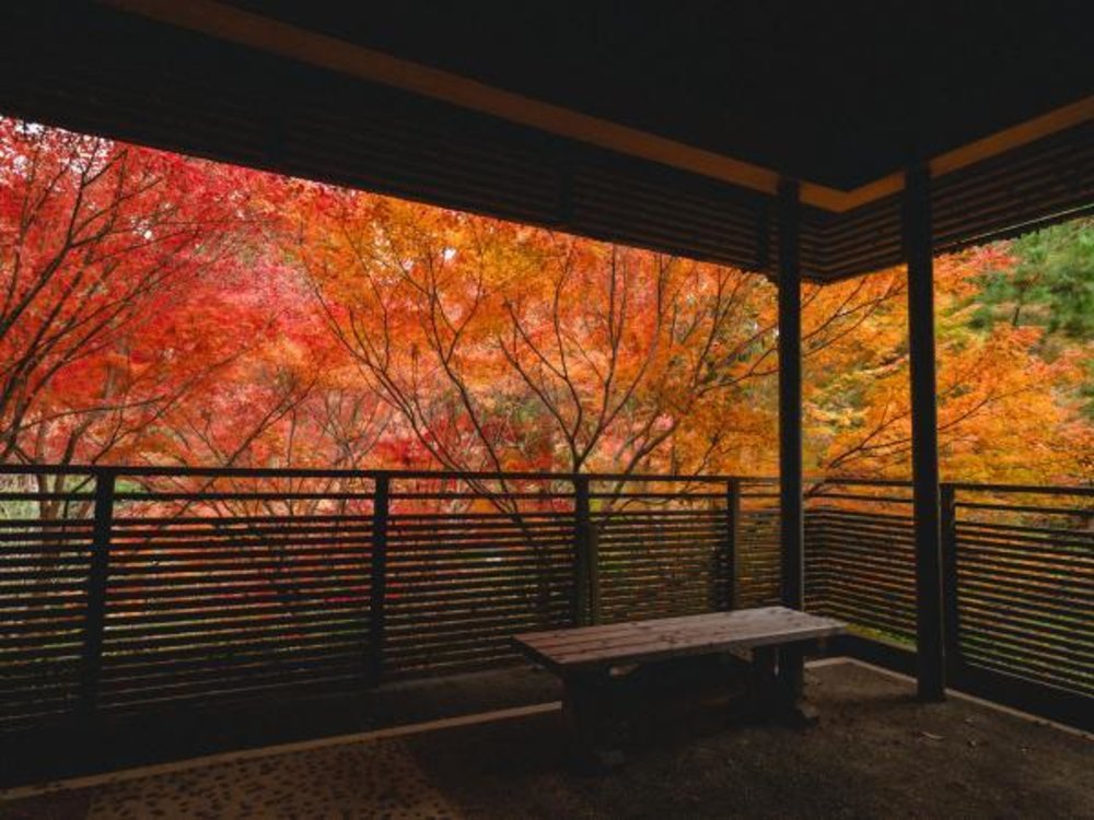 名古屋紅葉景點, 東山動植物園