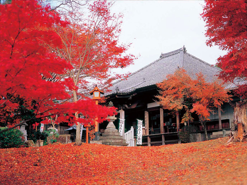 名古屋紅葉景點,  寂光院