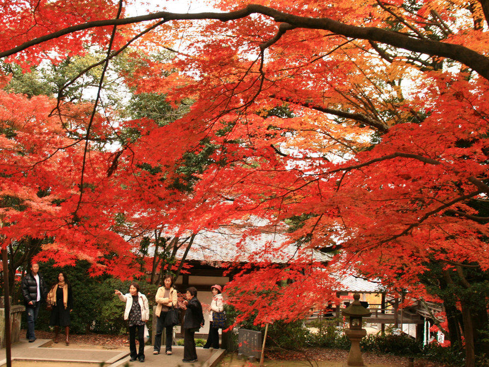 名古屋紅葉景點,  寂光院
