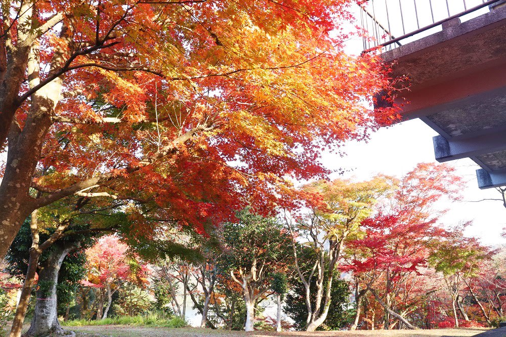 京都近郊紅葉景點, 城崎溫泉