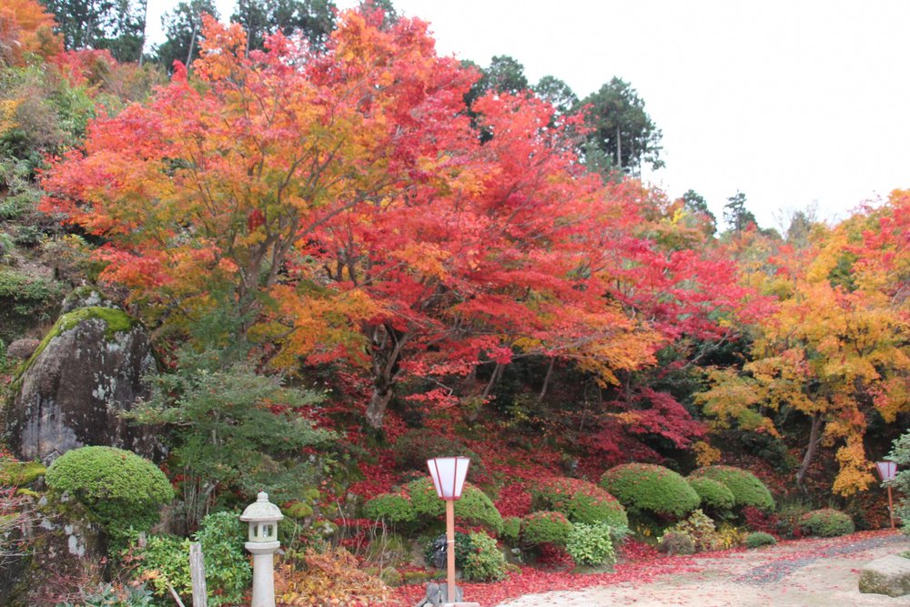 京都近郊紅葉景點, 慈德院