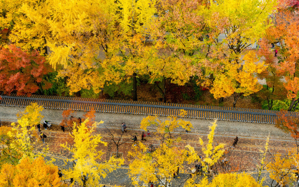 Đường Tường Đá Deoksugung - Seoul