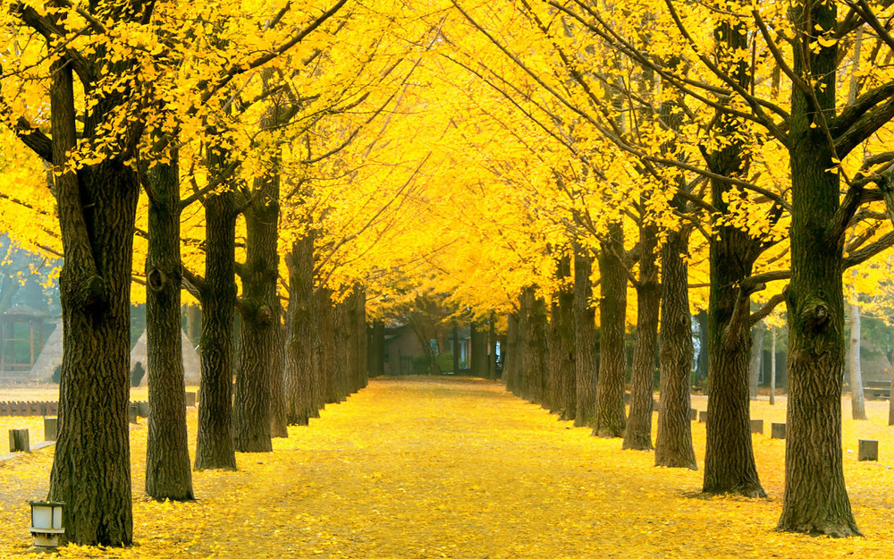 Rừng Ngân Hạnh Hongcheon -  Gangwon-do