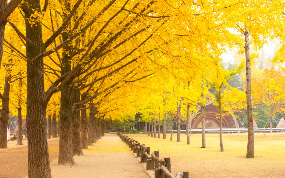 Đường Cây Bạch Quả Asan - Chungcheongnam