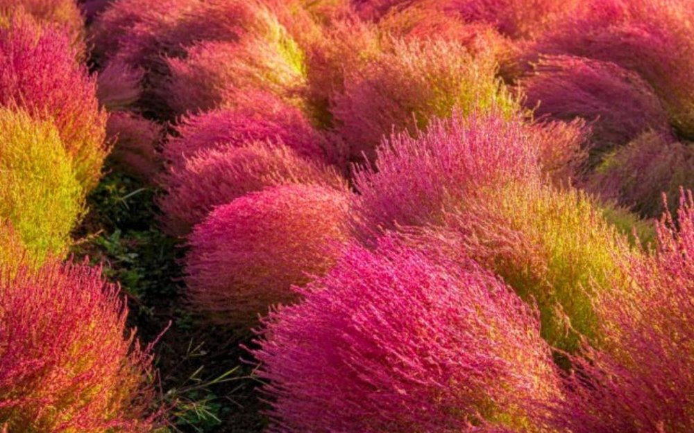 Công Viên Nari - Gyeonggi-do