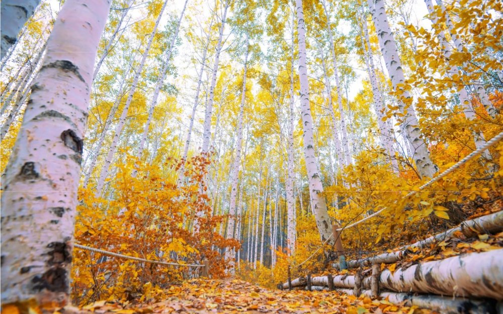 Rừng Bạch Dương Wondaeri - Gangwon-do