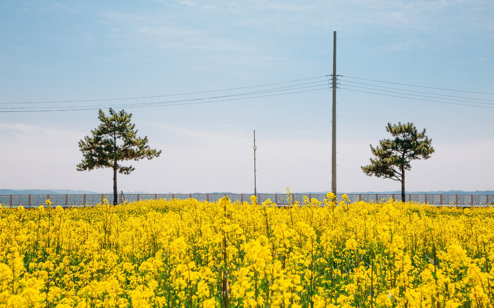 Lễ Hội Hoa Cúc Seosan