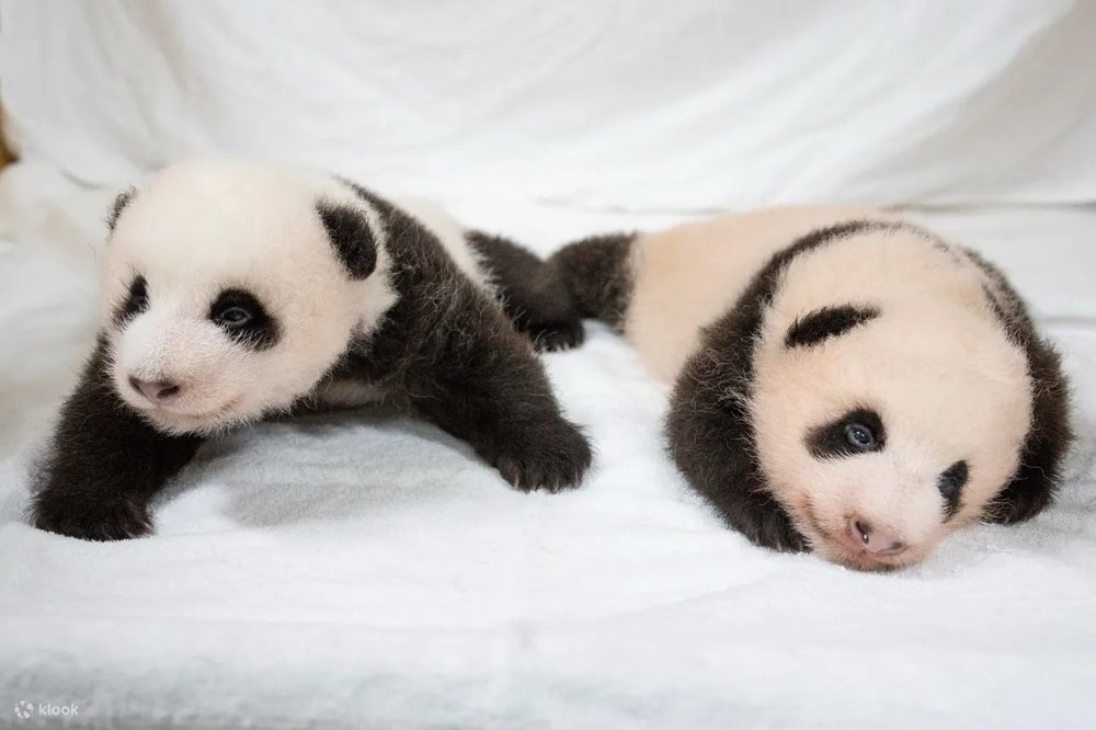 Công Viên Everland Hàn Quốc