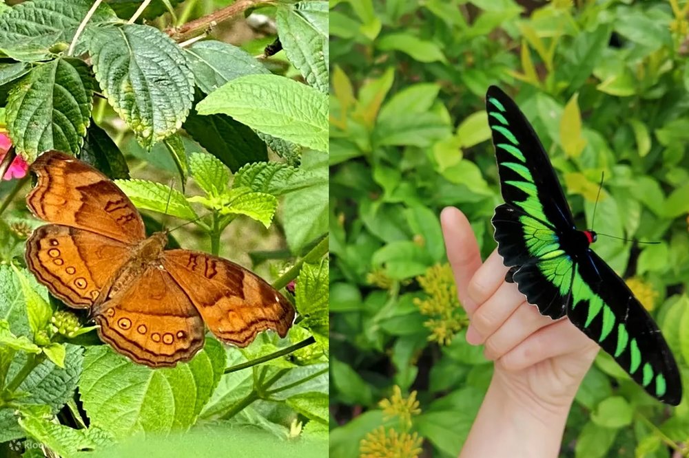 Butterfly Garden & Insectarium Ticket in Kuala Selangor