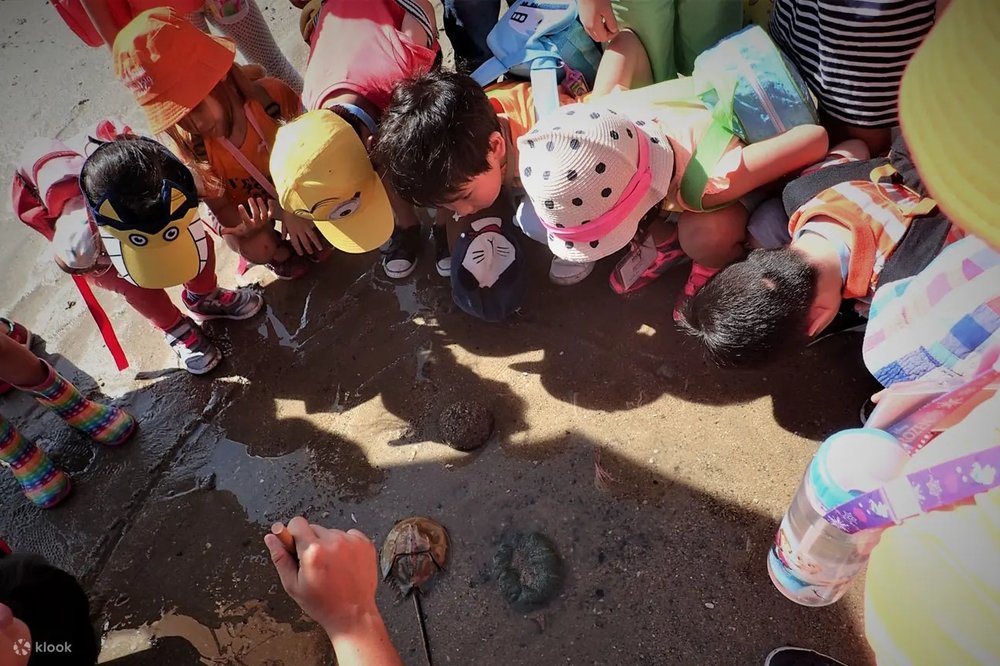 Nature Walk: Unravelling Wildlife Mysteries in Singapore