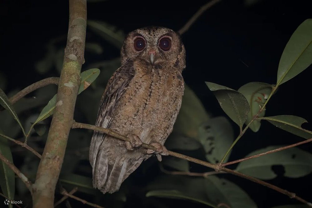 Naturalist Night Adventure