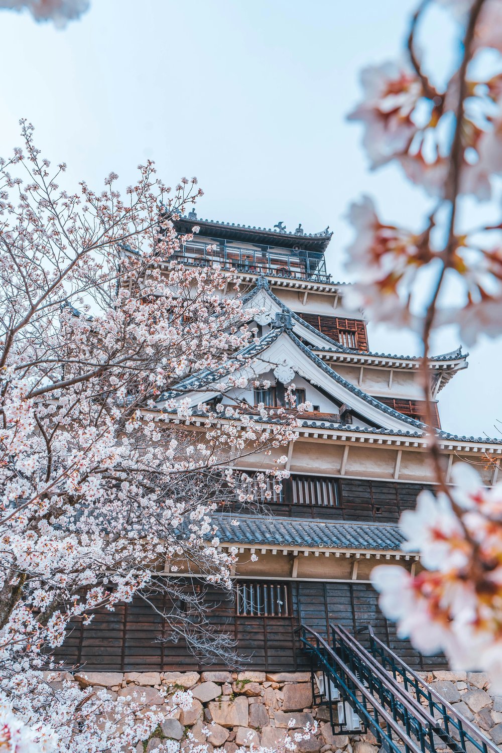 hiroshima castle with cherry blossoms in full bloom