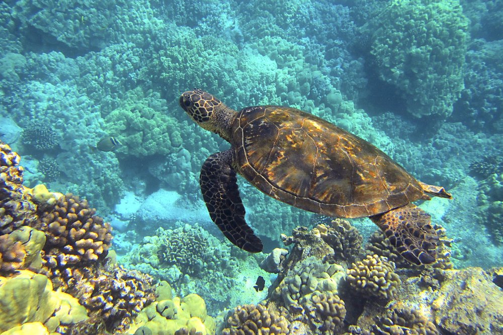 Các Điểm Tham Quan Nổi Tiếng Tại Thành Phố Honolulu