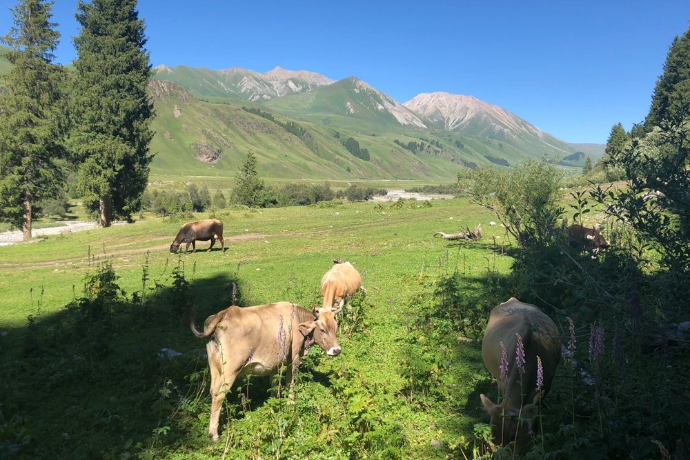  Tour Riêng 8 Ngày Yili Tân Cương