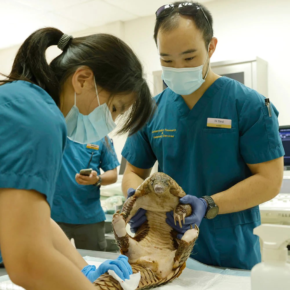 在新加坡野生動物保護區化身一日獸醫